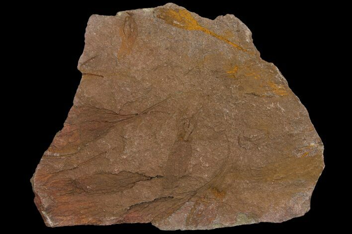 Wide, Eocrinoid (Ascocystites) Plate - Ordovician #118211